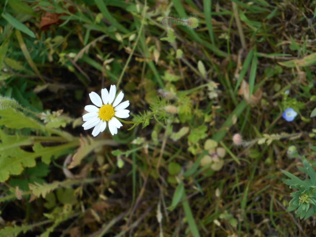 Field chamomile