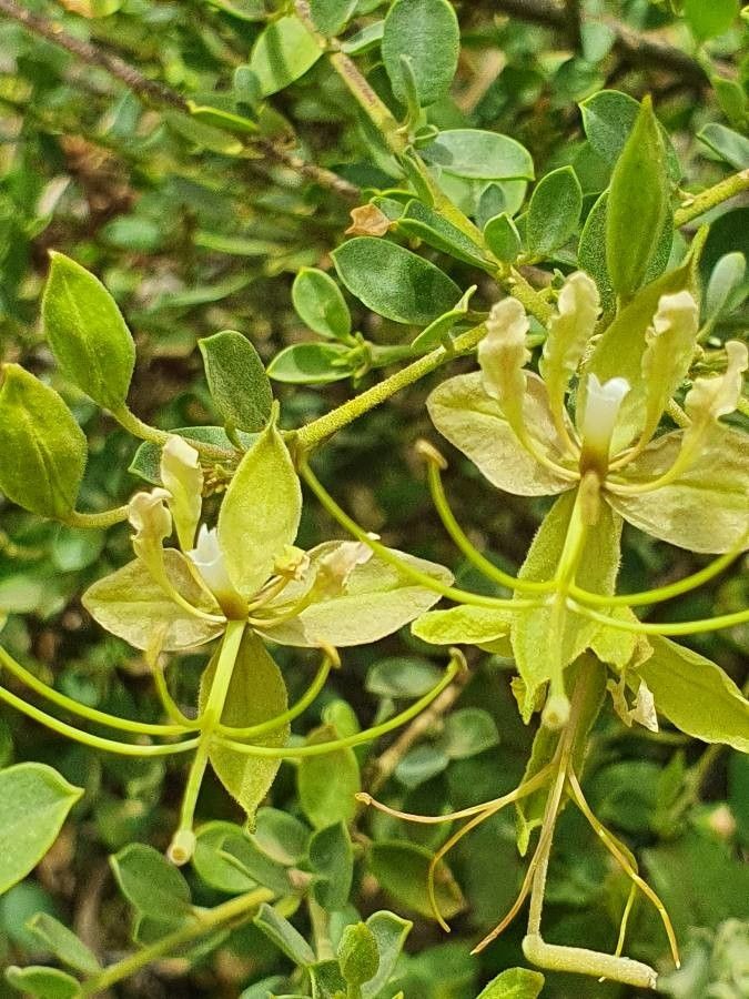 Cadaba farinosa Forssk.