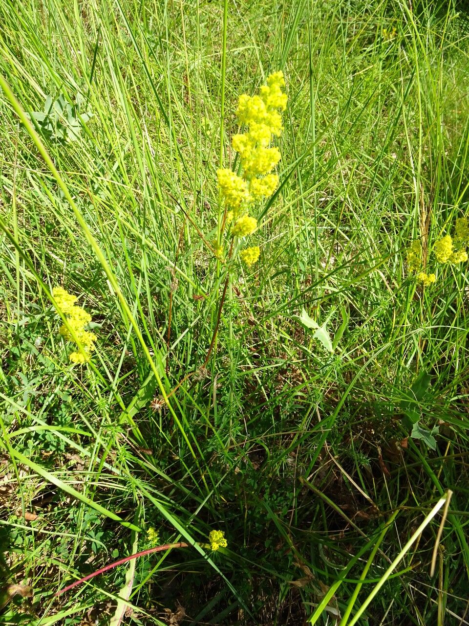 Yellow bedstraw