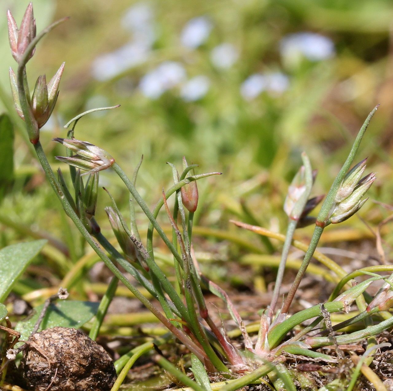 Taken Apr 7, 2014 by Tela Botanica − Marie PORTAS (cc-by-sa)