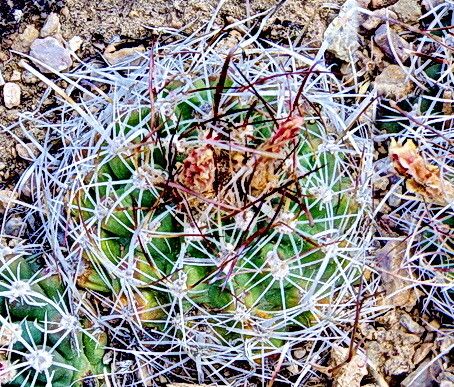 Sclerocactus spinosior (Engelm.) D. Woodruff & L.D. Benson, Desert