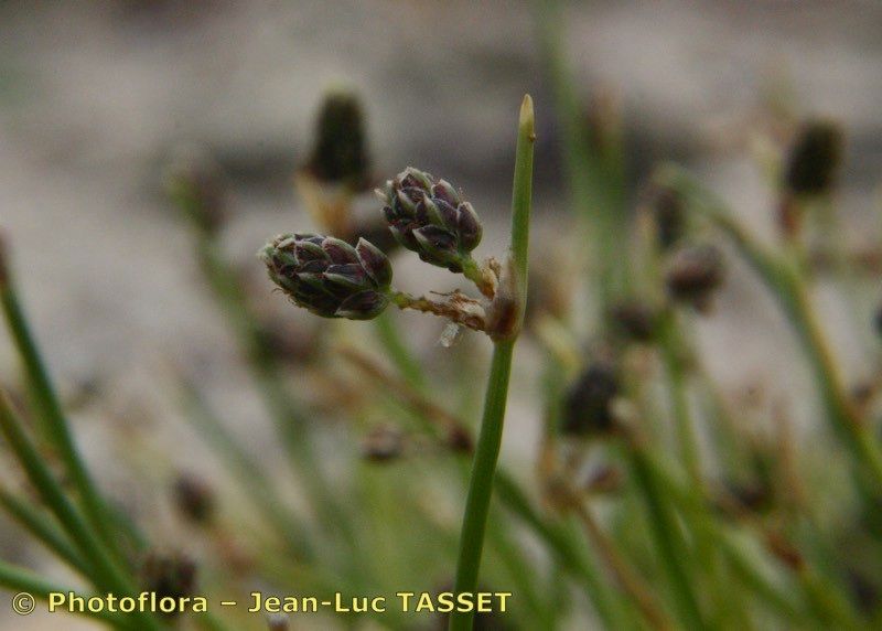 Taken Jul 15, 2004 by Photoflora - Jean-Luc TASSET (©)