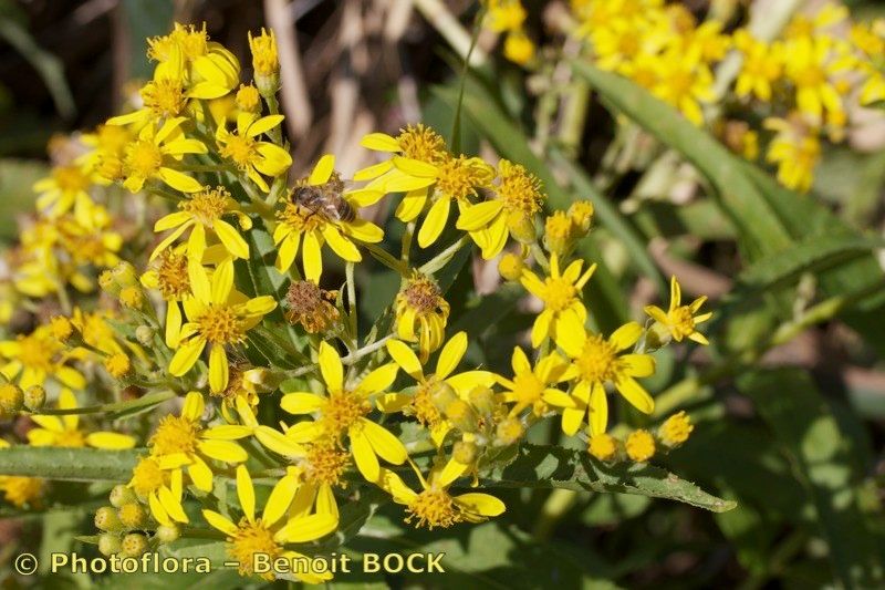 Taken Aug 15, 2013 by Photoflora - Benoit BOCK (©)