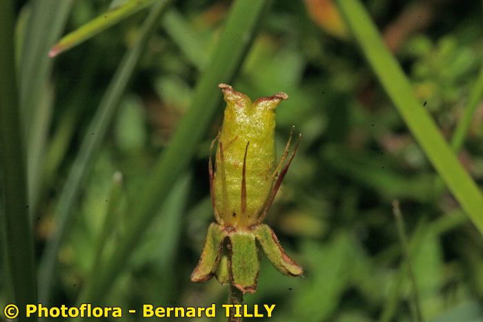 Taken Aug 15, 2006 by Photoflora - Bernard TILLY (©)