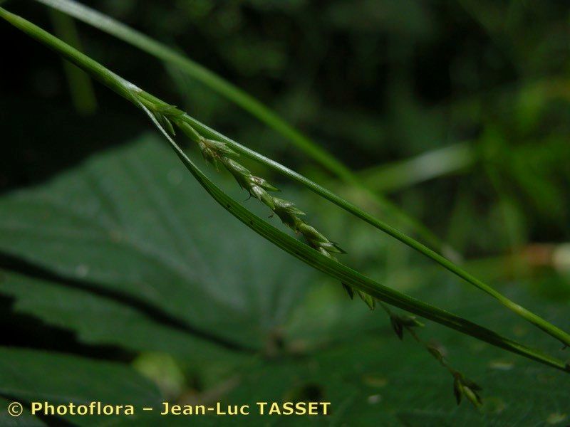 Taken Aug 15, 2004 by Photoflora - Jean-Luc TASSET (©)