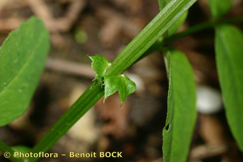 Taken Aug 15, 2006 by Photoflora - Benoit BOCK (©)