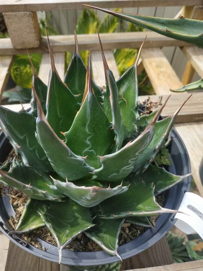 Agave montana Villarreal (World flora) - Pl@ntNet identify