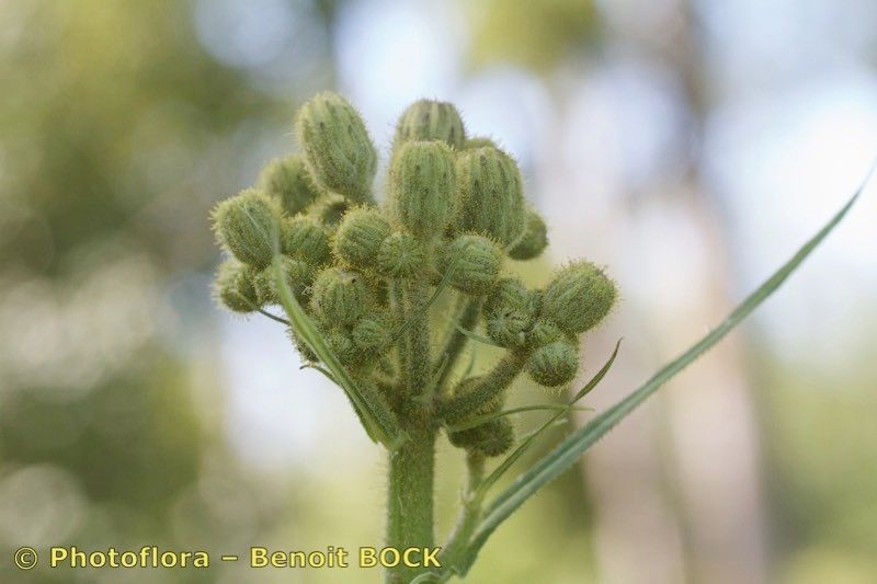 Taken Jul 15, 2019 by Photoflora - Benoit BOCK (©)