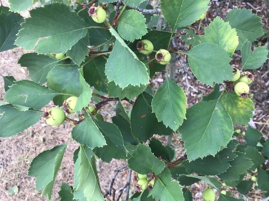 Crataegus intricata Lange, Lange's-thorn (World flora) - Pl@ntNet identify