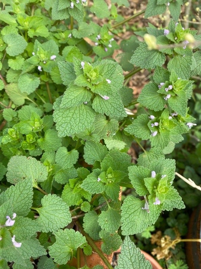 Observation: Lamium hybridum Vill. (YANIRA 14 Mar 2021) Gulma - Pl ...