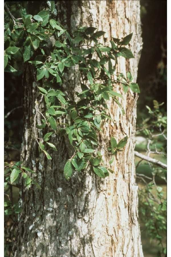 Taken Jan 1, 1900 by EOL − USDA NRCS Wetland Science Institute. (public)