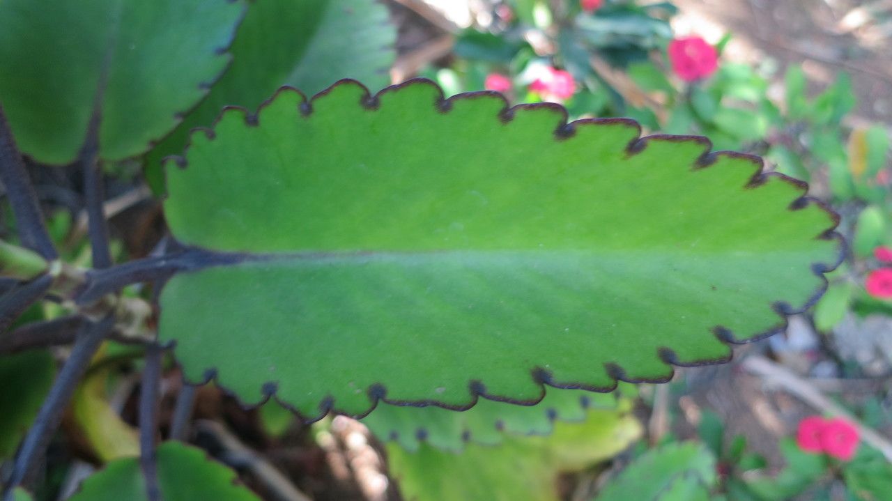 Bryophyllum Pinnatum (Lam.) Oken, Wonderblad (Wereldflora) - Pl@ntNet ...