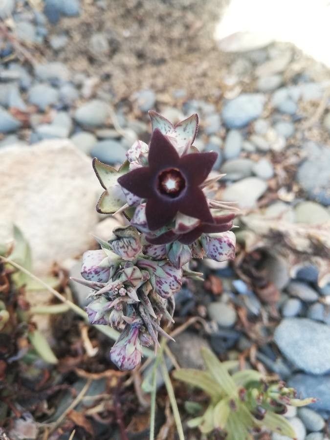 Pachycymbium decaisneanum (Lem.) , Estrella negra (Flora  mundial) - Pl@ntNet identify