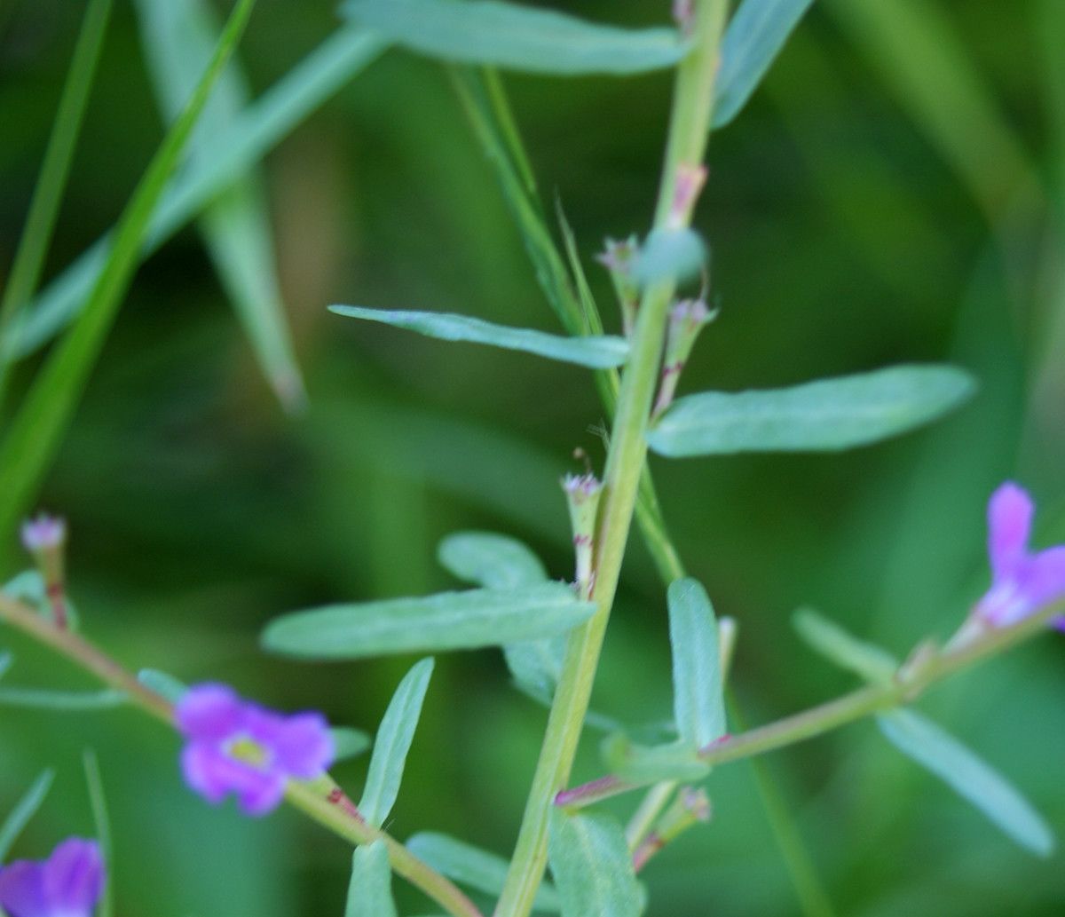 Taken Jun 5, 2015 by Tela Botanica − Liliane ROUBAUDI (cc-by-sa)