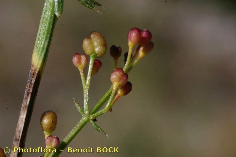 Taken Jul 15, 2005 by Photoflora - Benoit BOCK (©)