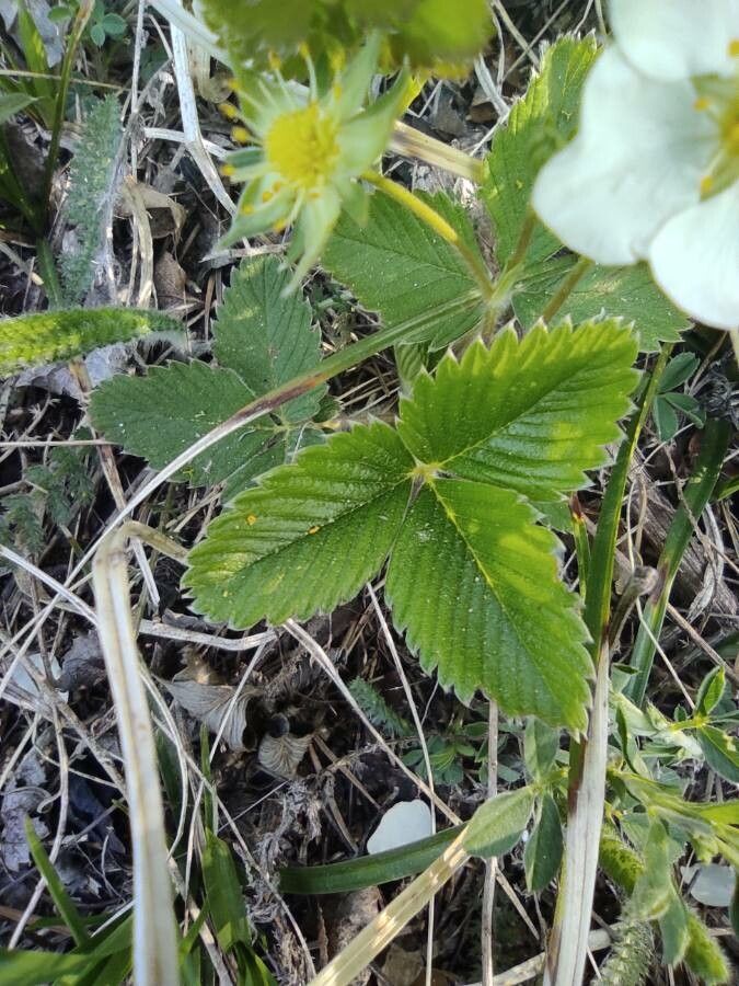 Fragaria viridis subsp. viridis