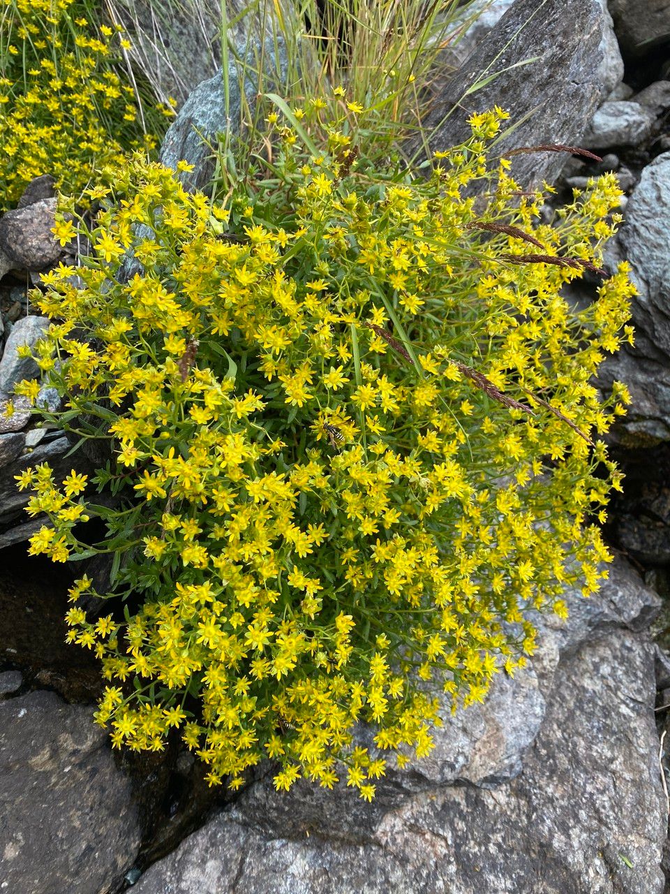 Yellow mountain saxifrage