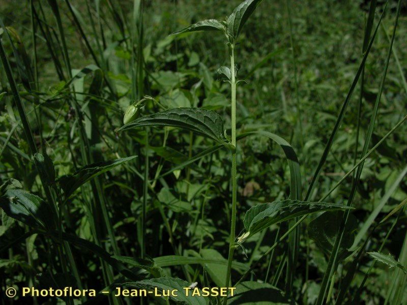 Taken Aug 15, 2003 by Photoflora - Jean-Luc TASSET (©)