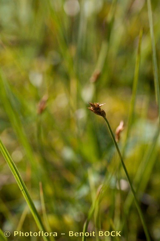 Taken Aug 15, 2010 by Photoflora - Benoit BOCK (©)