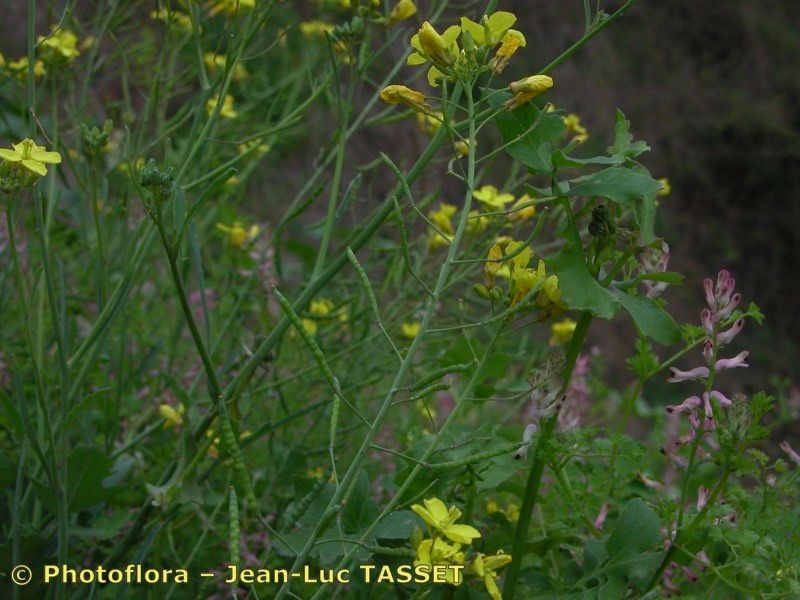 Taken Feb 15, 2004 by Photoflora - Jean-Luc TASSET (©)