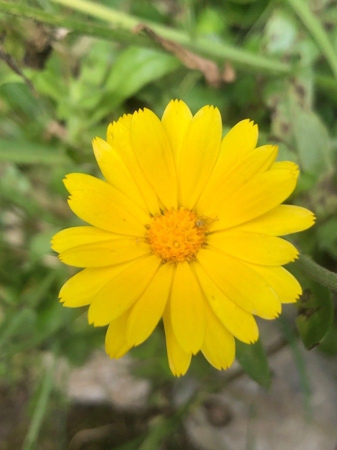 Calendula arvensis (Vaill.) L., Field marigold (Weeds) - Pl@ntNet identify