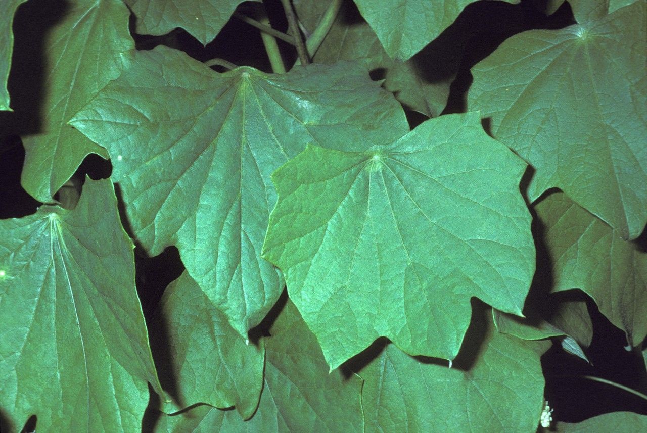 Menispermum canadense L., Yellow parilla (World flora) - Pl@ntNet identify