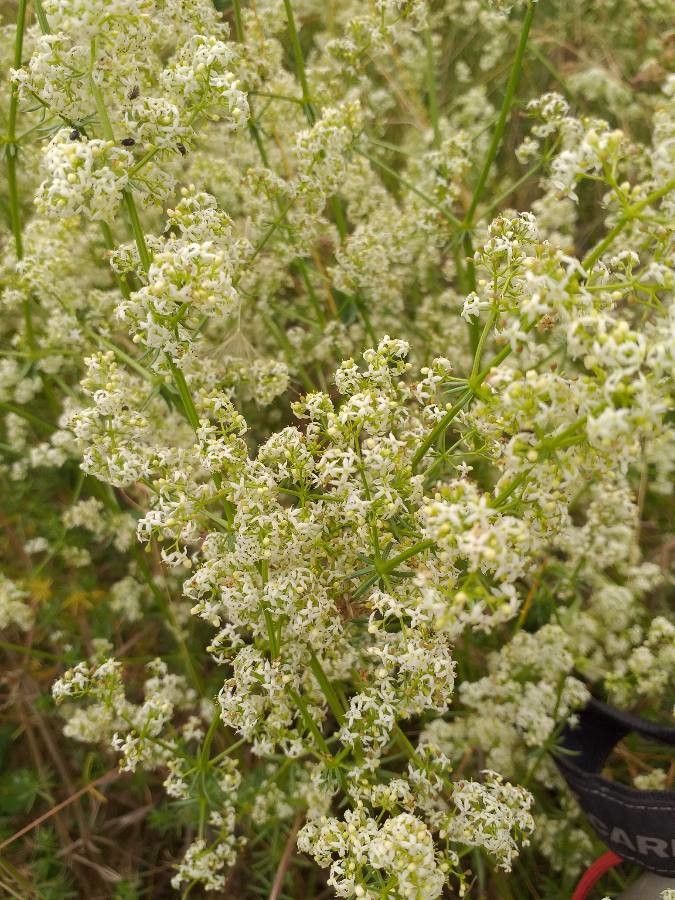 Hedge bedstraw