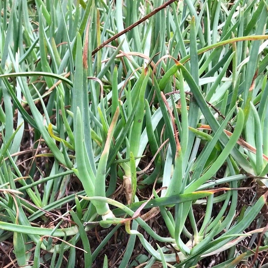 bulbine frutescens