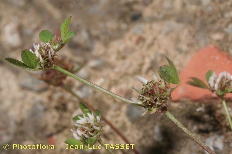 Taken May 15, 2008 by Photoflora - Jean-Luc TASSET (©)