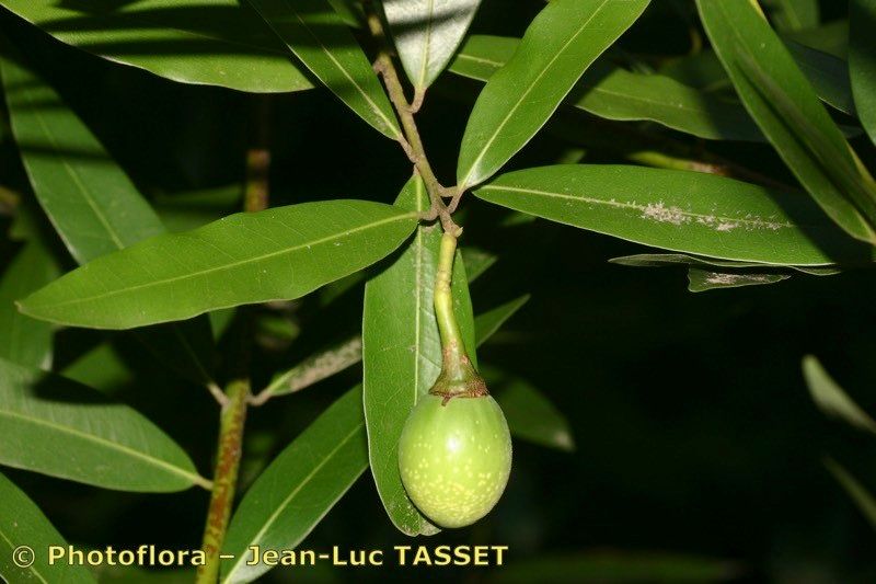 Taken Sep 15, 2005 by Photoflora - Jean-Luc TASSET (©)