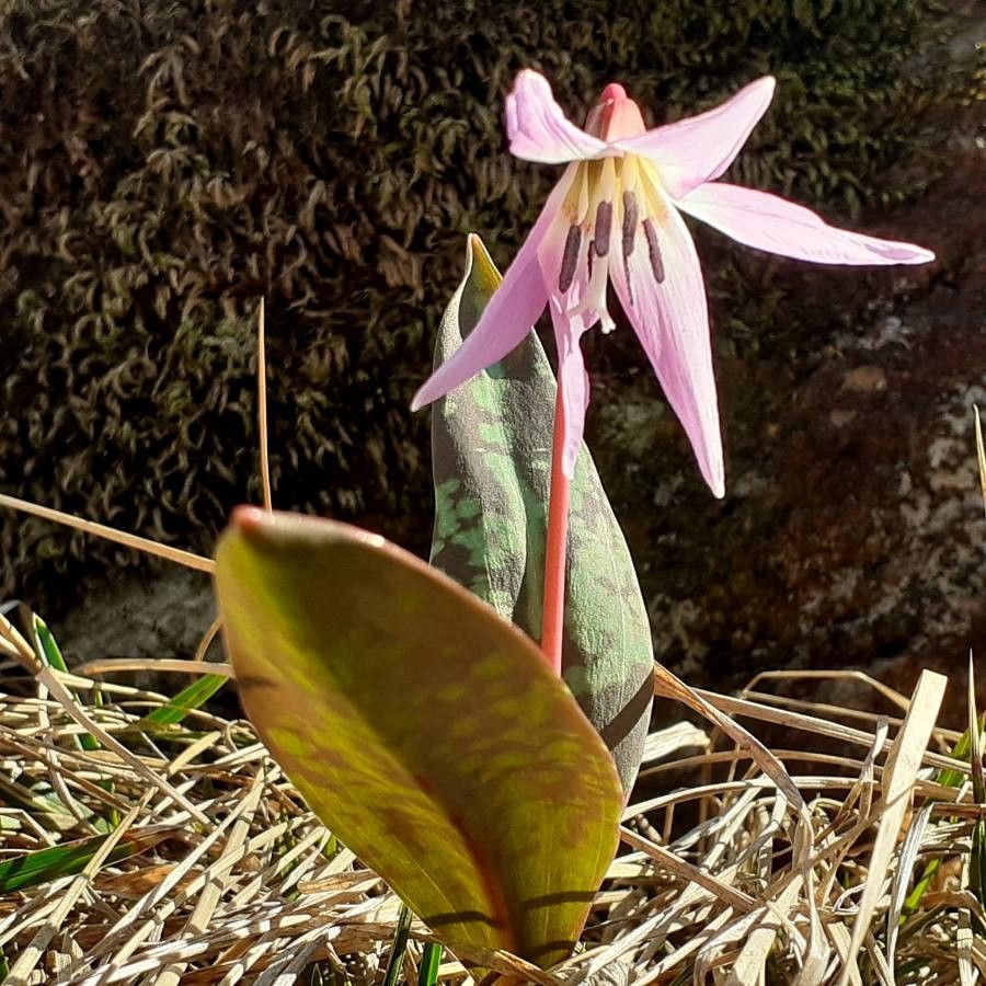 Observation : Erythronium dens-canis L. (antonellalys 30 mars 2021 