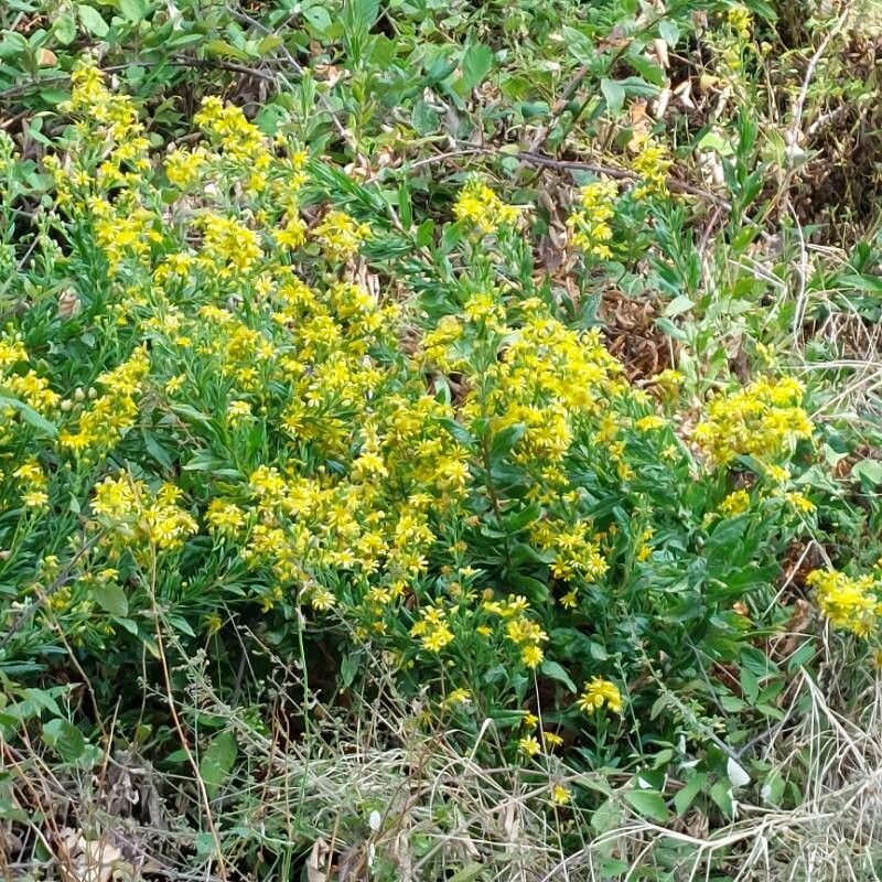 Observation: Dittrichia viscosa (L.) Greuter (Davide mazzolani Sep 27 ...