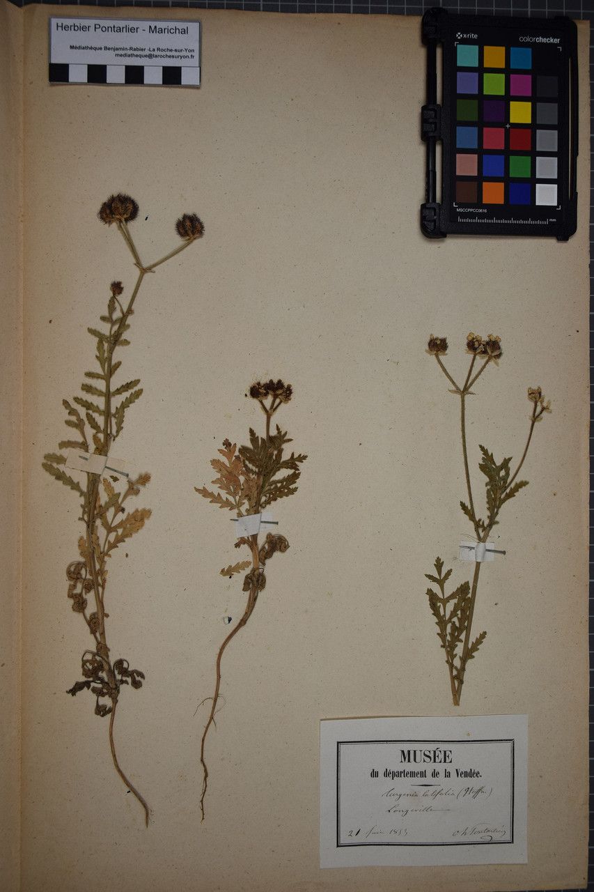 Taken Jun 20, 1853 by Tela Botanica − Herbier PONTARLIER-MARICHAL (cc-by-sa)