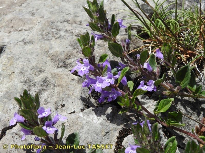 Taken Aug 15, 2019 by Photoflora - Jean-Luc TASSET (©)