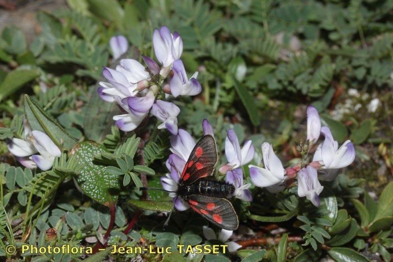 Taken Aug 15, 2013 by Photoflora - Jean-Luc TASSET (©)