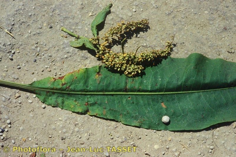 Taken Jul 15, 2000 by Photoflora - Jean-Luc TASSET (©)