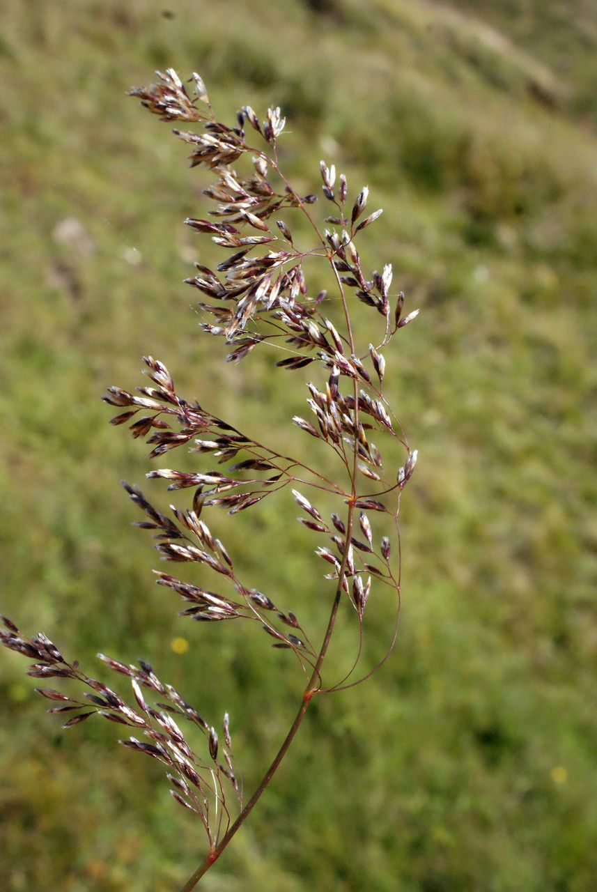 Taken Aug 21, 2014 by Tela Botanica − Liliane Roubaudi (cc-by-sa)