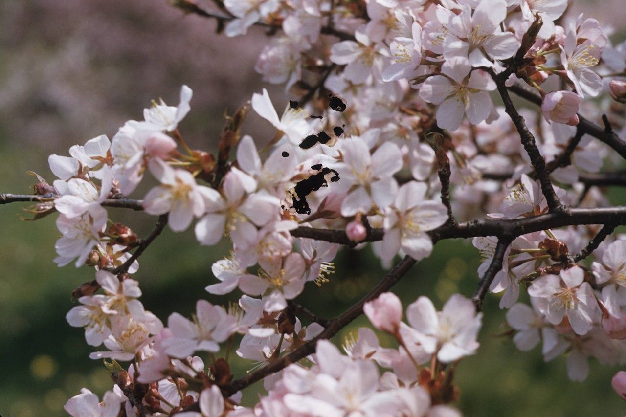 Taken Jan 1, 1900 by EOL − Smithsonian Institution, National Museum of Natural History, Department of Botany (cc-by-nc-sa)