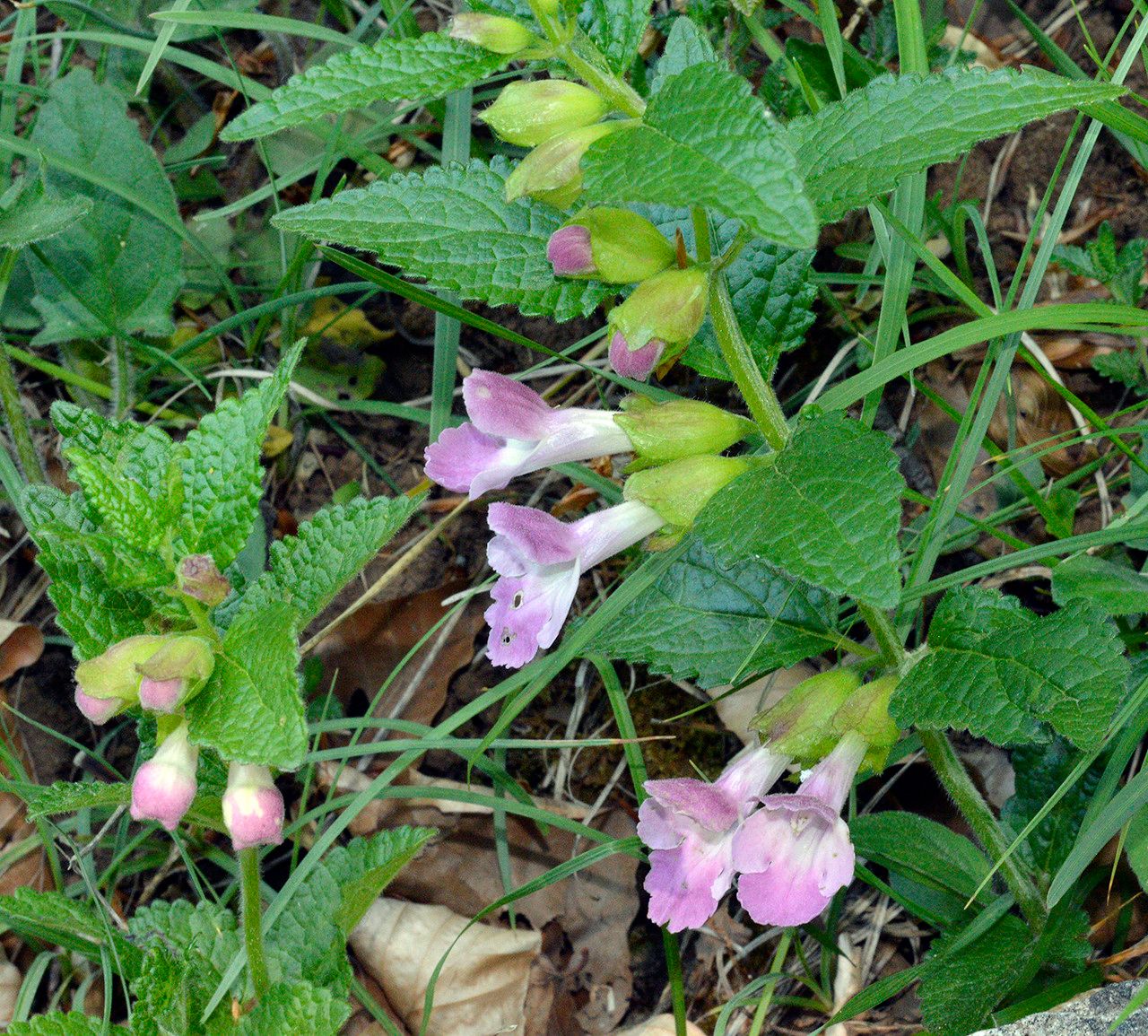 Taken May 18, 2014 by Tela Botanica − Patrice GIRAUDEAU (cc-by-sa)