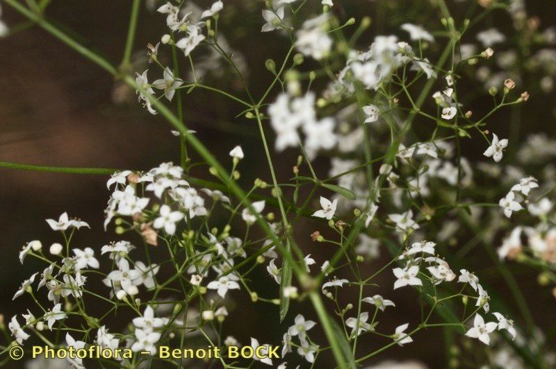 Taken Jul 15, 2011 by Photoflora - Benoit BOCK (©)