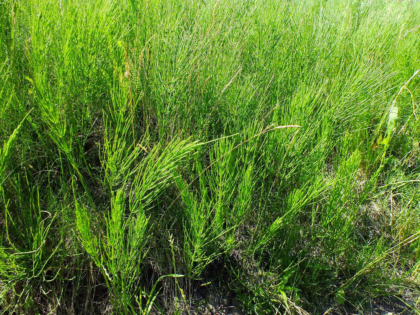 Marsh horsetail