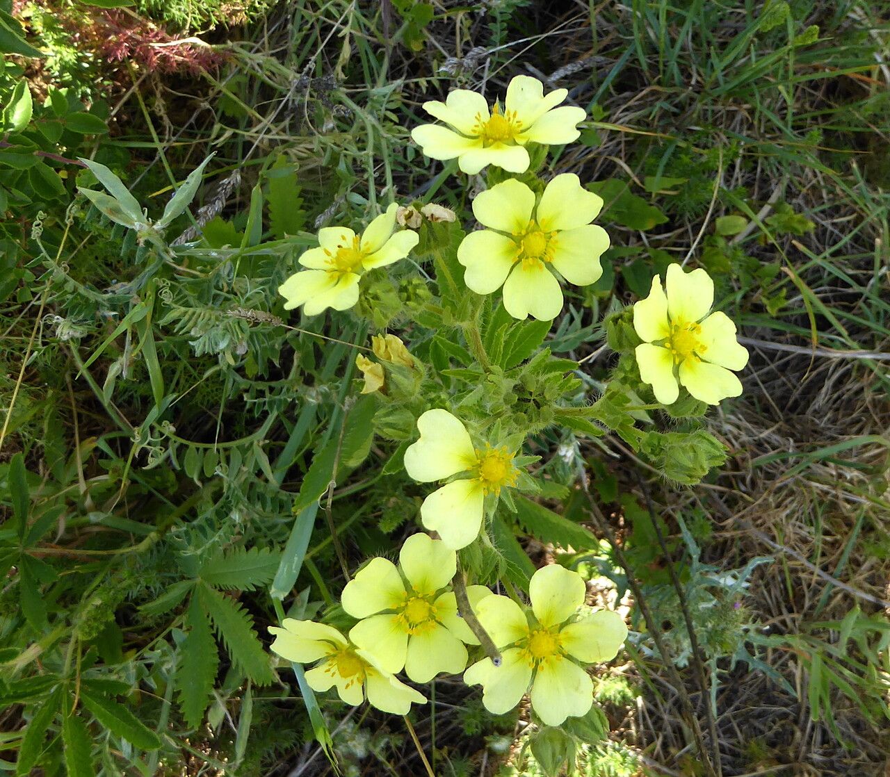 Sulphur cinquefoil