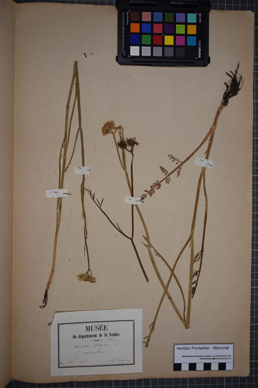 Taken Jul 7, 1852 by Tela Botanica − Herbier PONTARLIER-MARICHAL (cc-by-sa)