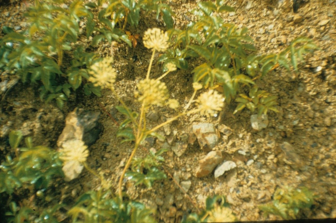 Taken Jan 1, 1900 by EOL − WVU Herbarium (cc-by-nc-sa)