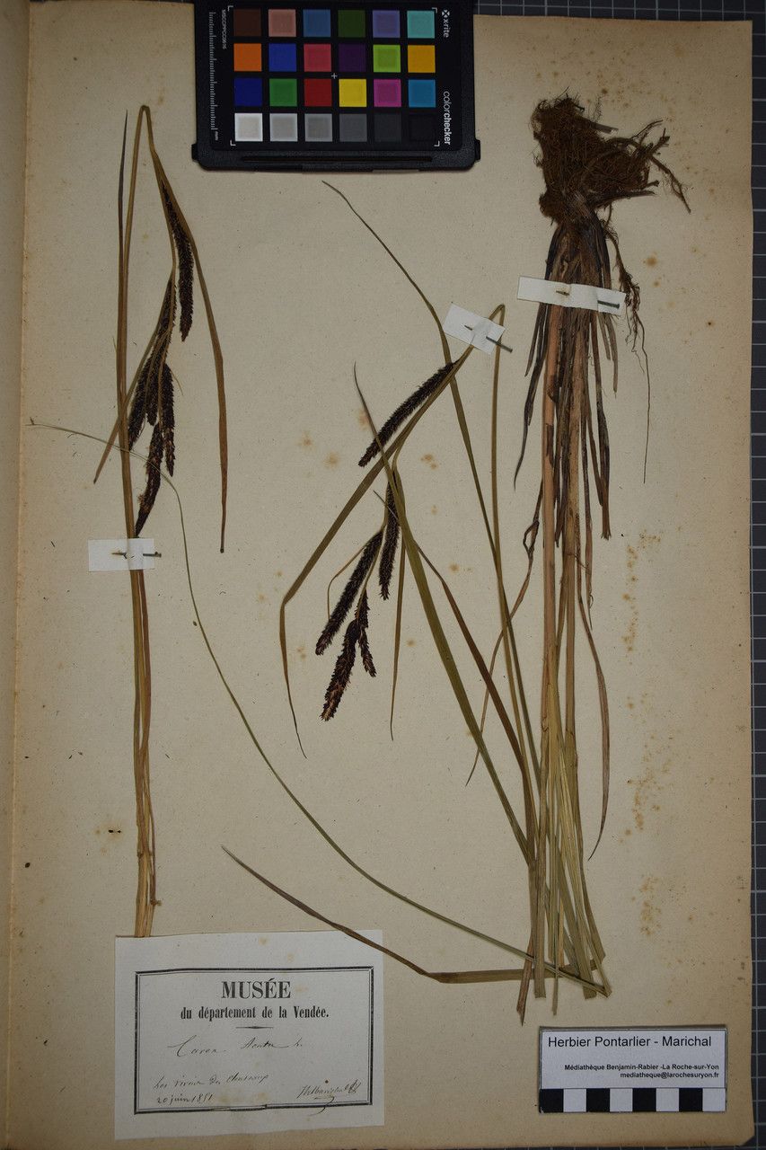 Taken Jun 19, 1851 by Tela Botanica − Herbier PONTARLIER-MARICHAL (cc-by-sa)