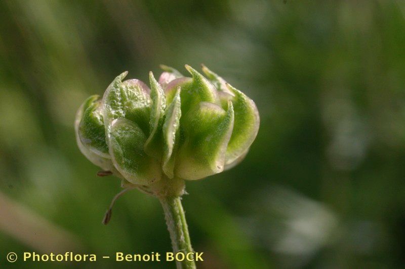 Taken Jul 15, 2005 by Photoflora - Benoit BOCK (©)