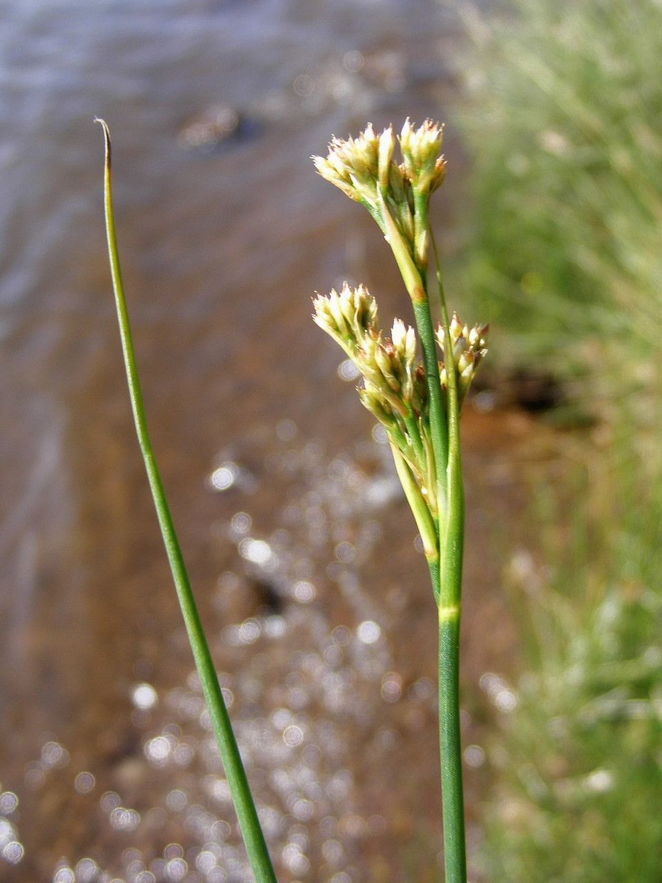 Taken Jul 27, 2013 by Tela Botanica − Jean-Claude CALAIS (cc-by-sa)