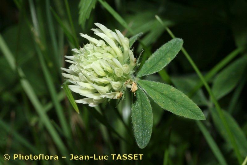 Taken Jul 15, 2007 by Photoflora - Jean-Luc TASSET (©)