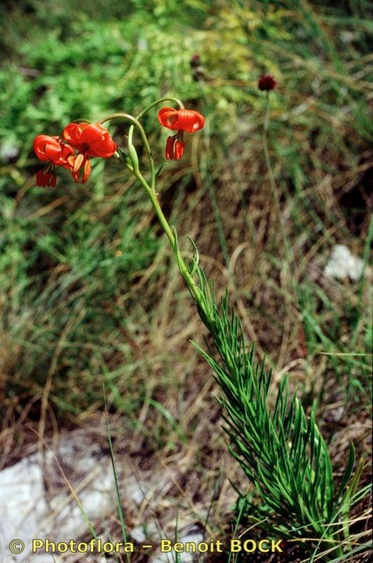 Taken Jul 15, 1999 by Photoflora - Benoit BOCK (©)