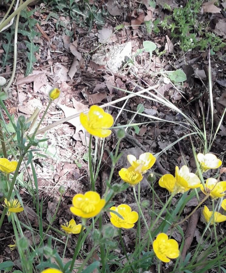 Creeping buttercup